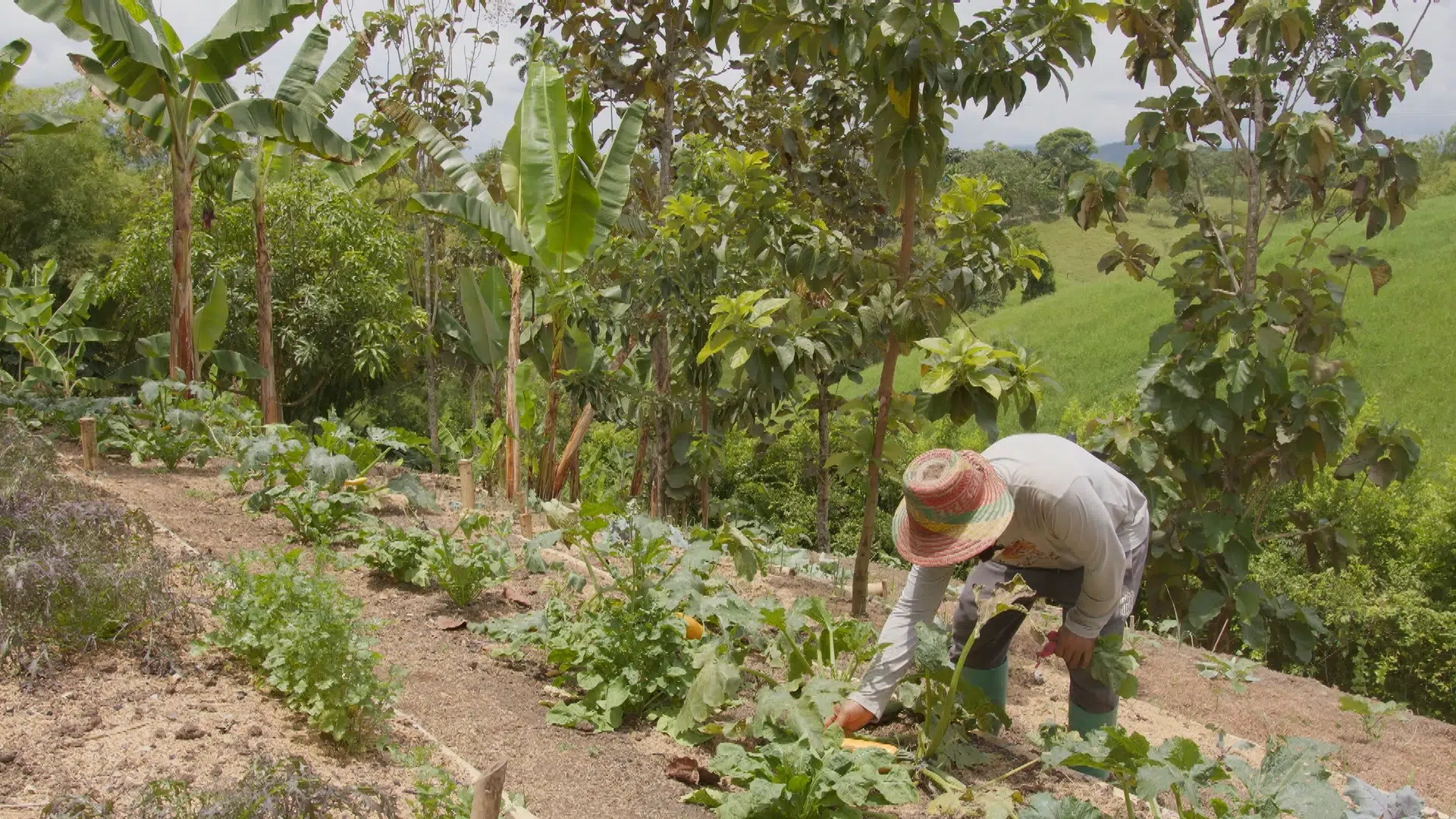 Cultivando un futuro sostenible