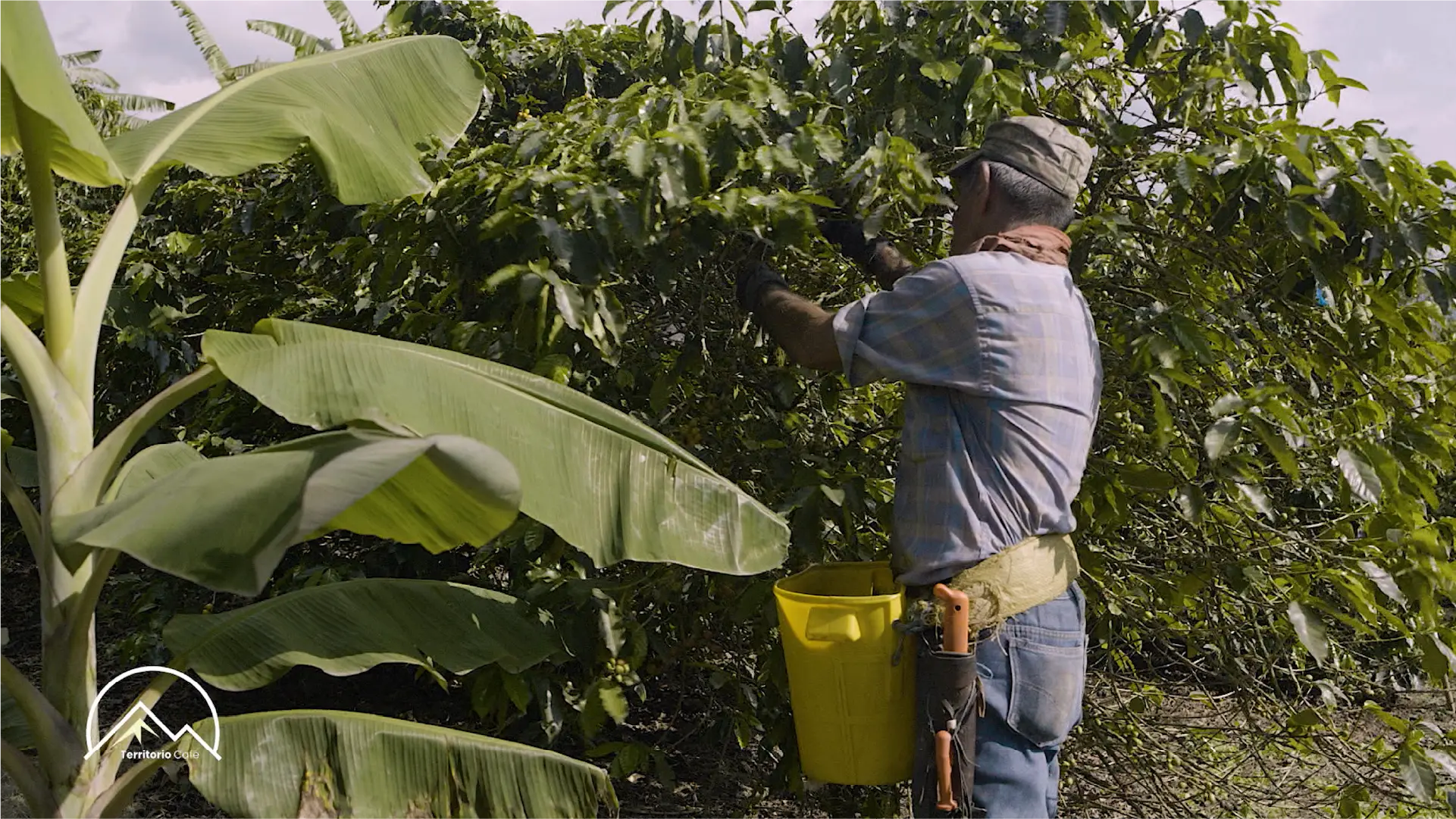 Territorio Café - Cap 10