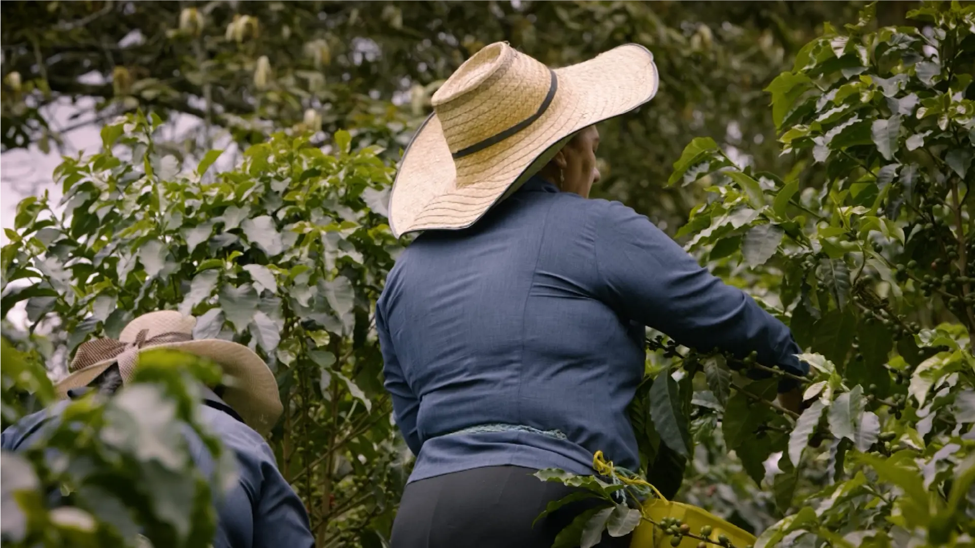 Territorio Café - Cap 11