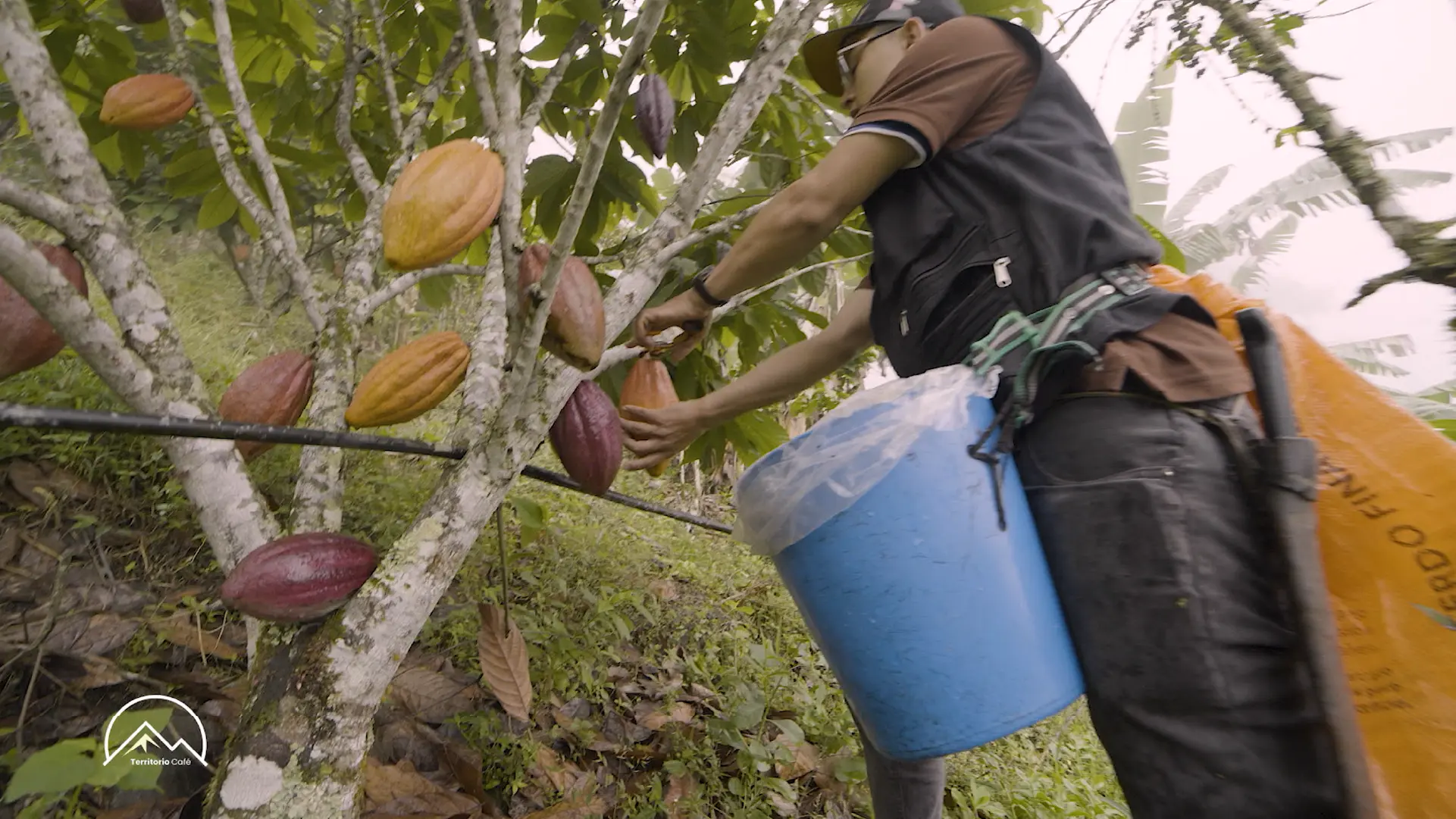 Territorio Café - Cap 12