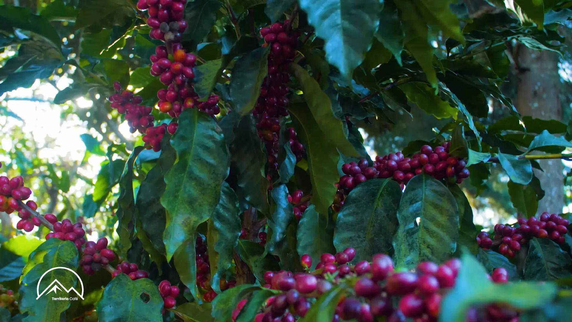 Territorio Café - Cap 13