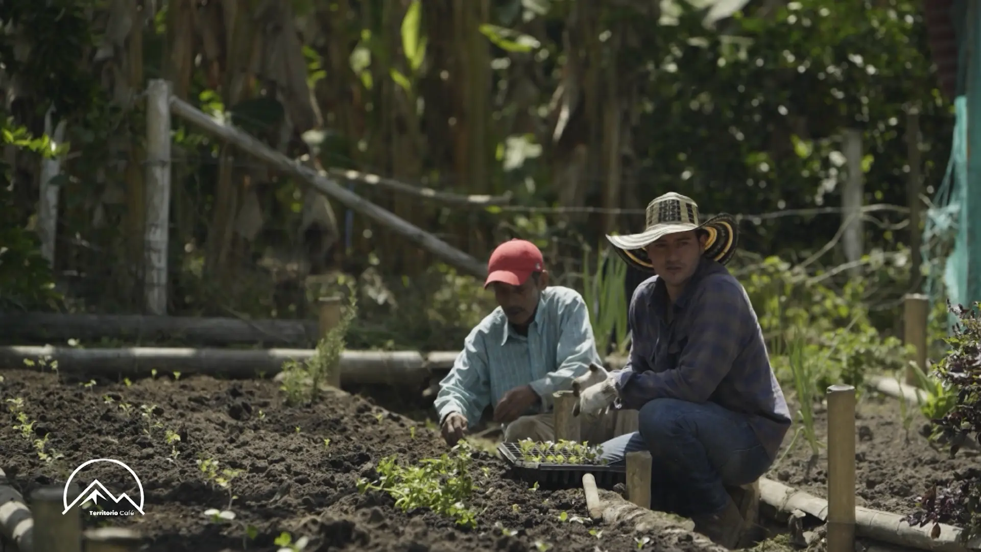 Territorio Café - Cap 15