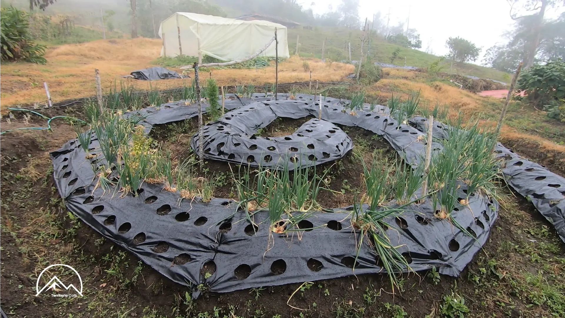 Territorio Café - Cap 18