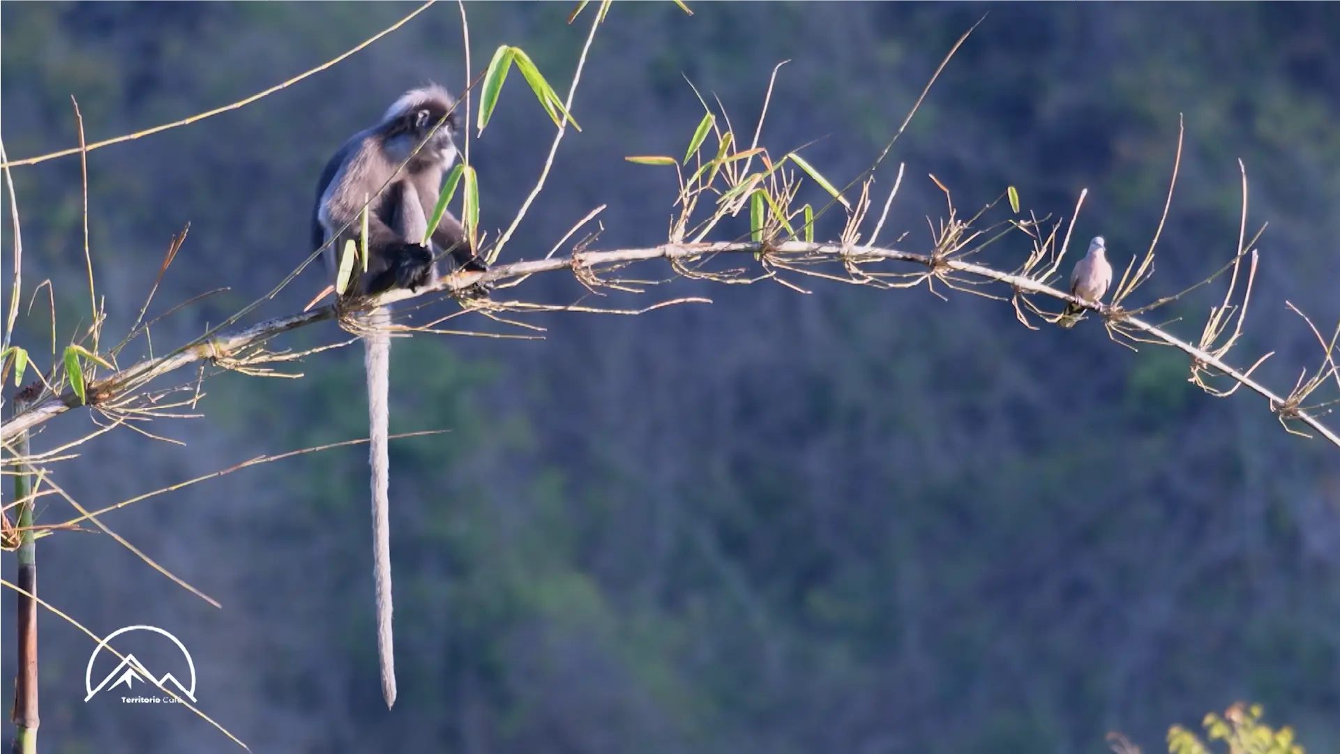 Territorio Café - Cap 19