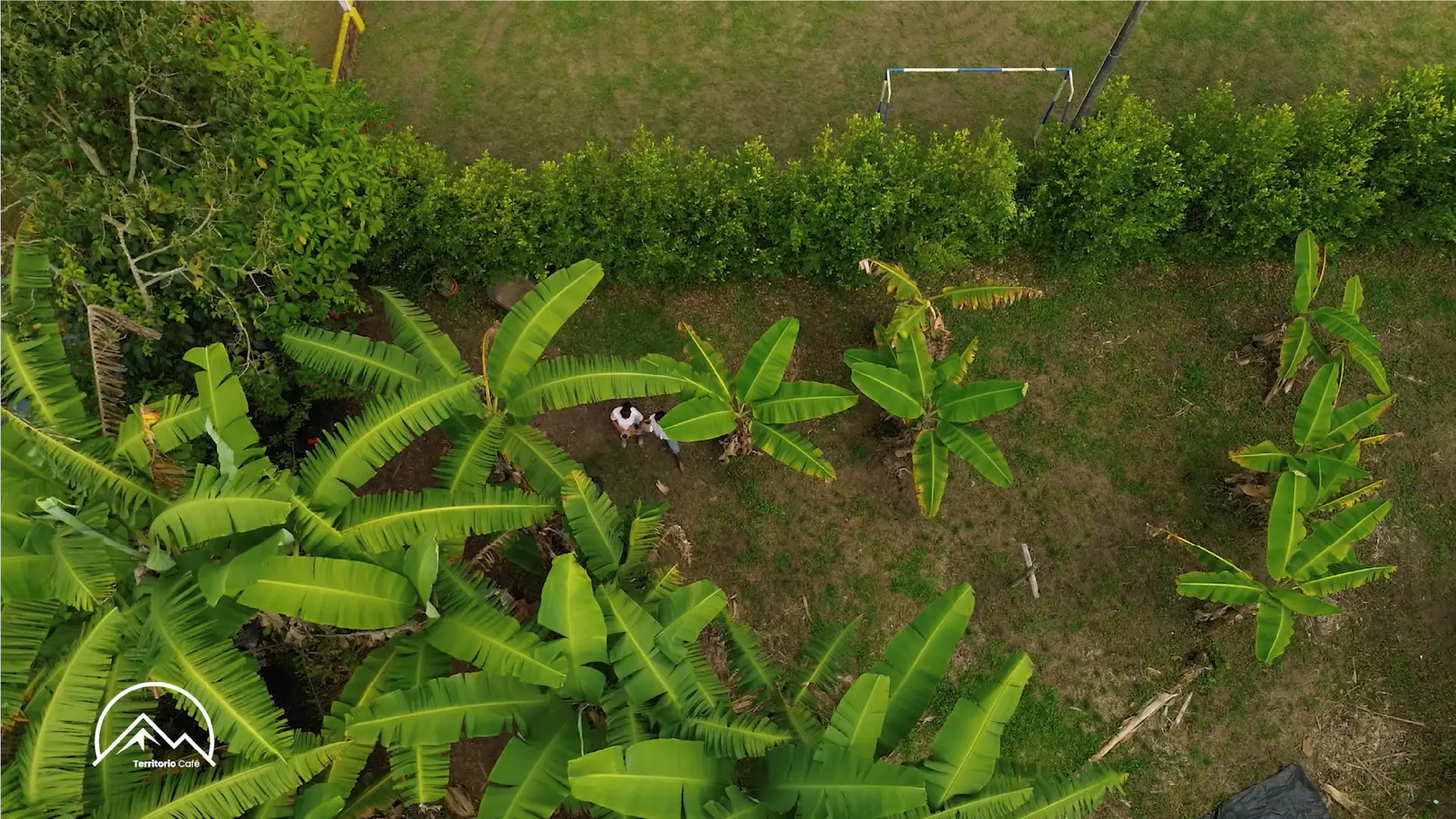 Territorio Café - Cap 5