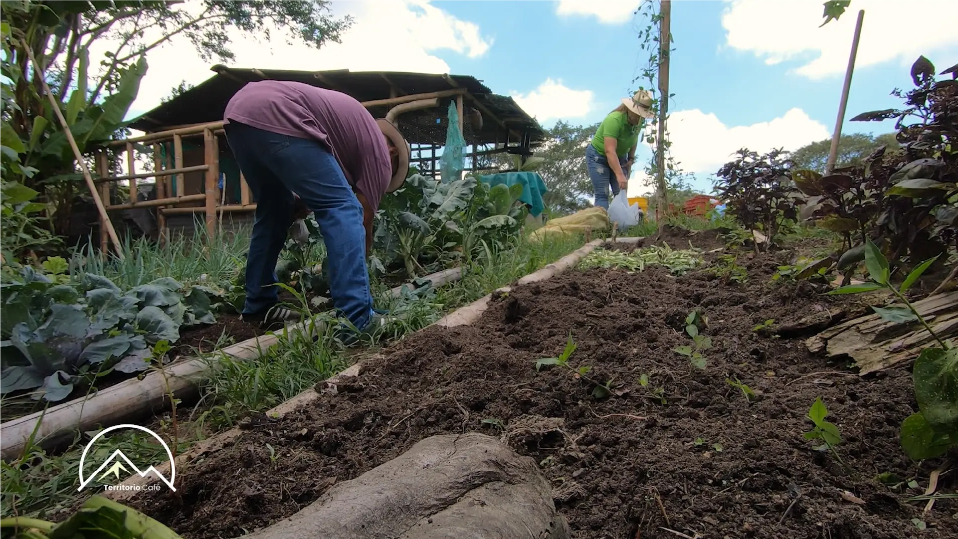 Territorio Café - Cap 7
