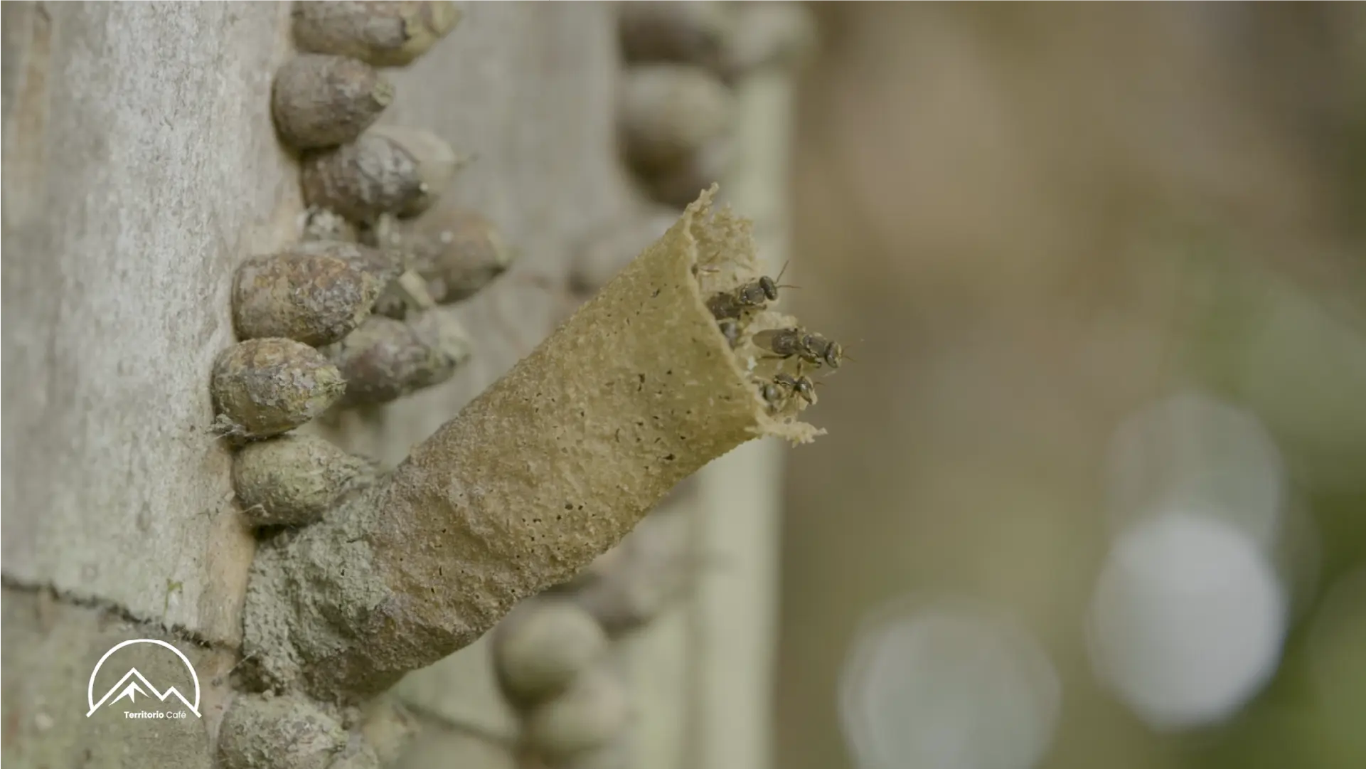 Territorio Café - Cap 9